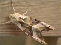 Angleshade moth