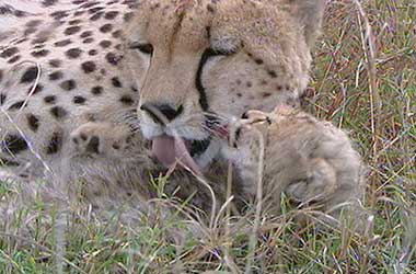 Honey the cheetah with her cub Honey the cheetah with her cub
