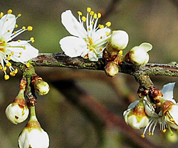 Blackthorn blossom