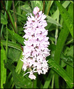 Common spotted orchid