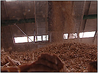 Woodchip at Wilton