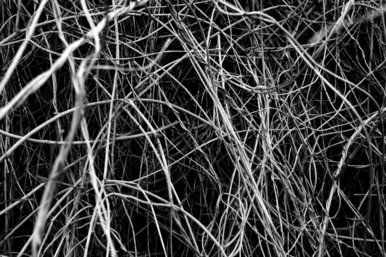 Twig Mess