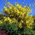 Laburnum x watereri ‘Vossii’, Voss's laburnum