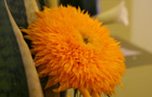 Helianthus 'Teddy Bear'