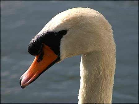 Swan head