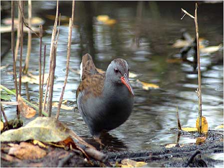 Water Rail