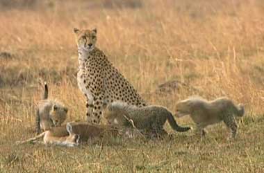 honey the cheetah Honey the cheetah with her three cubs