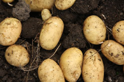 Potatoes