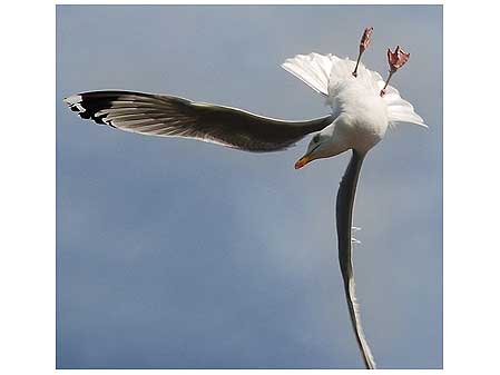 Gull