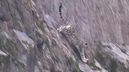 Planet Earth: Snow Leopard hunting in the Himalayas