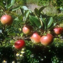 Malus sylvestris var. domestica ‘Discovery’, Apple