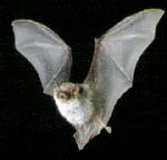 bat. 