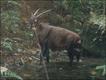 Foto: Ban Vangaban village/WCS