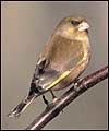 Greenfinch: larger image and birdsong 