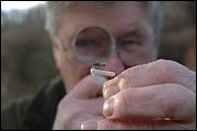 Soldier Fly