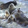 Image of seals