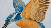 Kingfisher in...