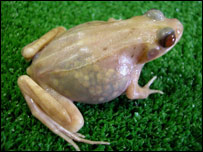 sapo transparente