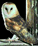 owl. 