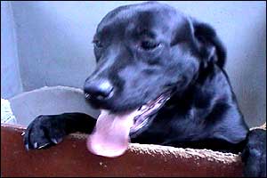 Dog