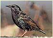 starling
