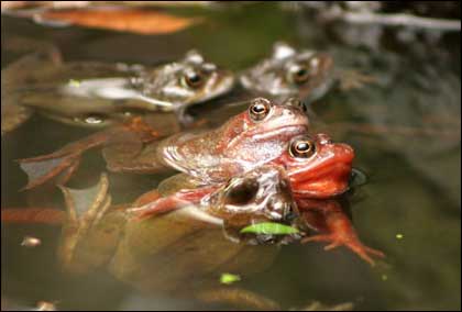 Frogs - taken by Ed Lukaszewski from Kidderminster