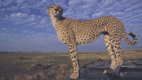 Adult cheetah Adult cheetah