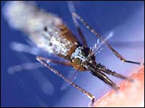 मच्छर