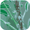 Greenfly