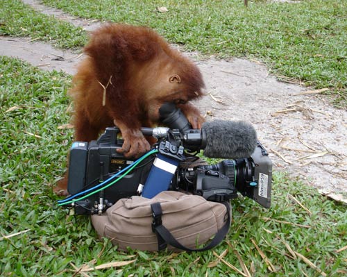 Orphaned orangutan playing with video camera © Anuschka de Rohan