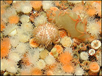 Underwater reef
