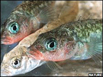 peixes