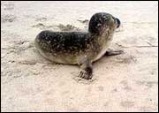 A seal on sand near the sea 180