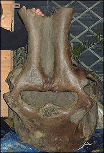 Crânio de mamute