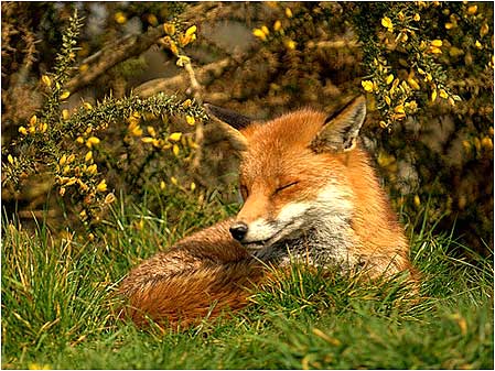 Fox