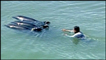 Golfinhos à deriva