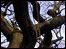 The Chained Oak of Alton