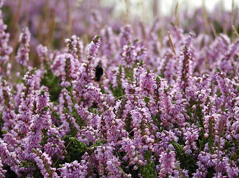 Heather