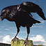 Activities Index (Image: Raven)