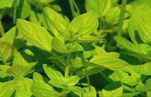 Basil