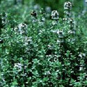 Thymus vulgaris, Garden thyme