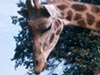 am06