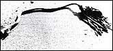 Seaweed