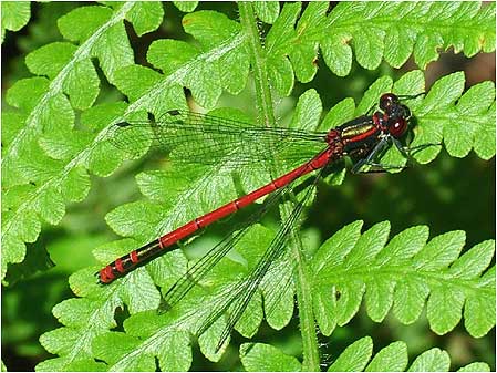 Dragonfly