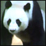 Chuang Chuang