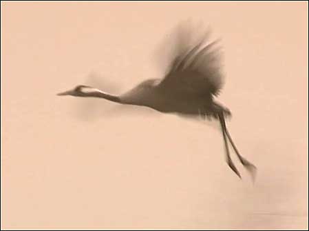 Crane in flight