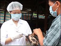 Tiêm phòng vaccine cho gia cầm