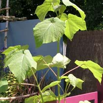 Paulownia tomentosa 