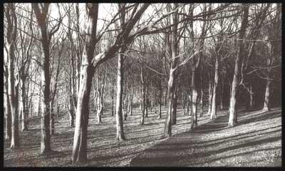 Glenshane Forest - near Mullaghmore Mountain
