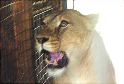 Lioness